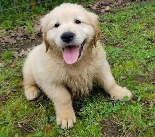 Adorable Golden Retriever Puppies Ready