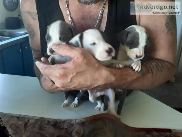 American Bully Pit puppies