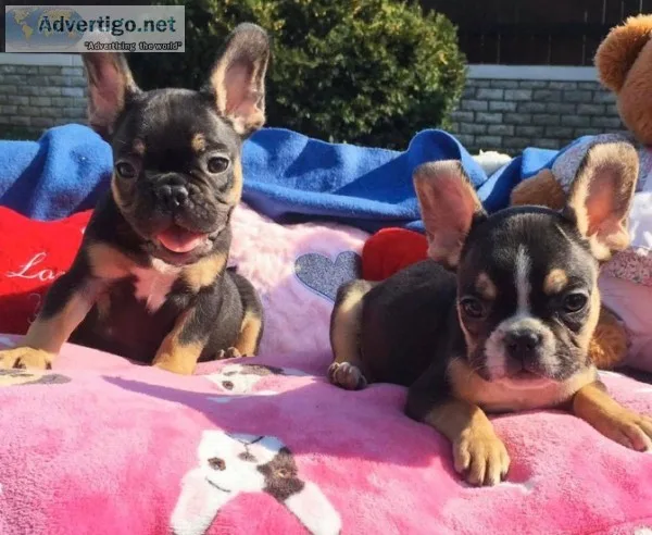 French Bulldog Puppies