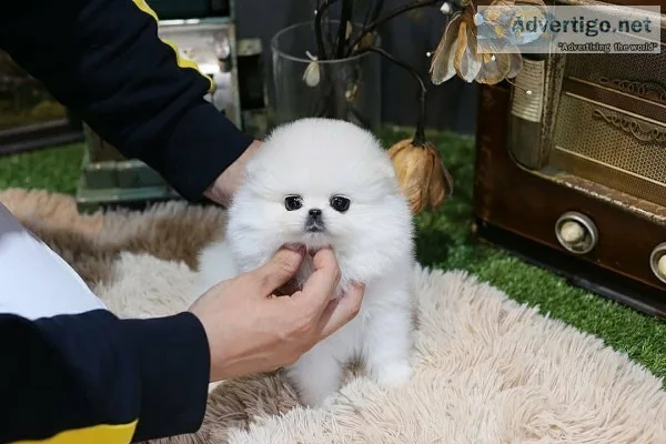 Priceless White Pomeranian Puppy