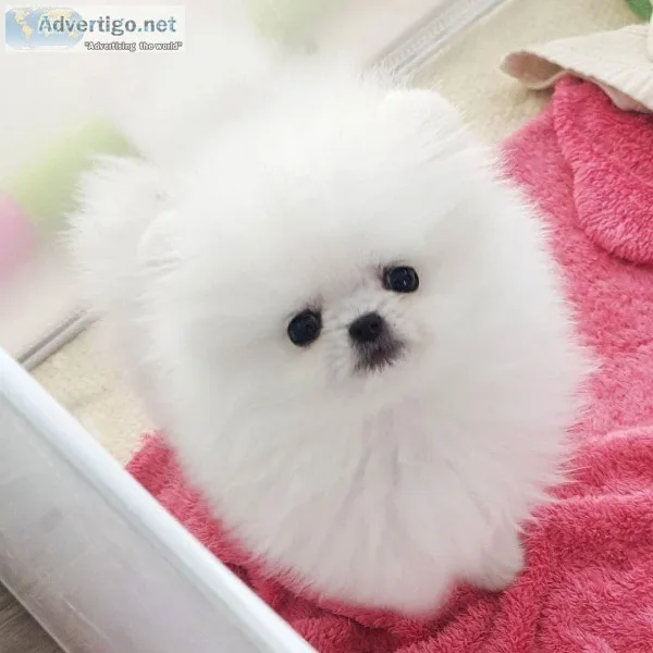 Amazing Pomeranian puppy