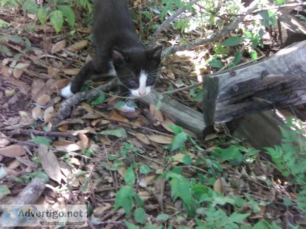 5 kittens need home 6 weeks old