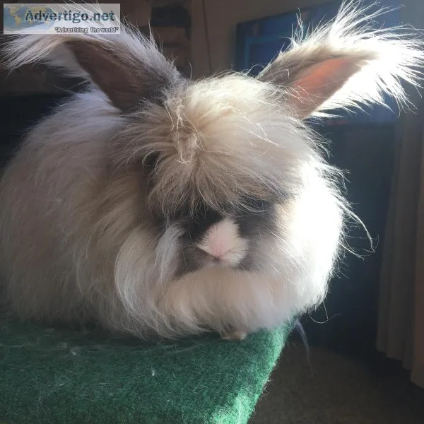 English Angora Bunnies