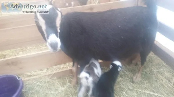 Mini lamancha doe