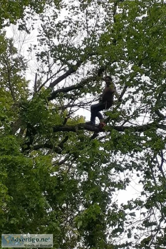 Wilson s Tree and Lawn Services