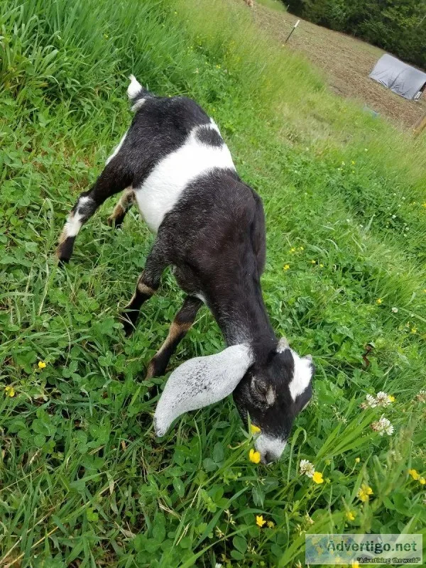 Pure Breed Nubian Bucklings