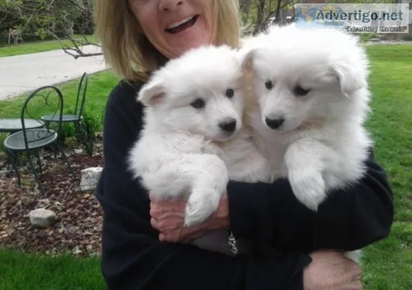 Lovely Samoyed Pupps For Sale
