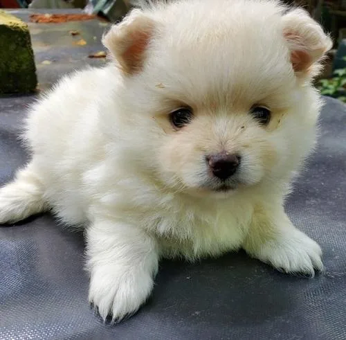 Adorable Pomeranian Puppies Ready