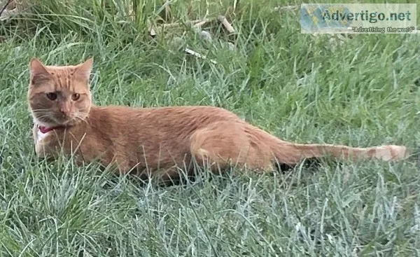 Orange Cat MaleDeclawed