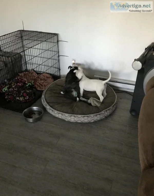 English Bull Terrier Pupps AKC Registered