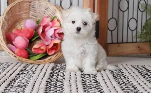 Cutie Maltese Puppies For You
