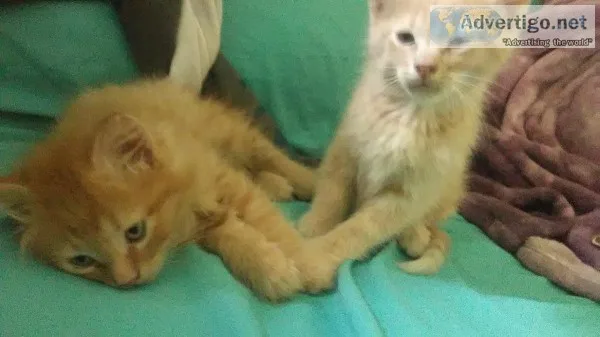 Adorable Kittens