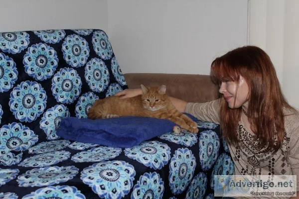 Declawed male tabby to good home