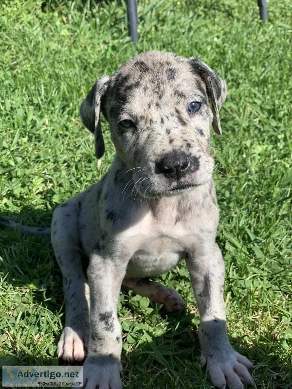 Great Dane Puppies