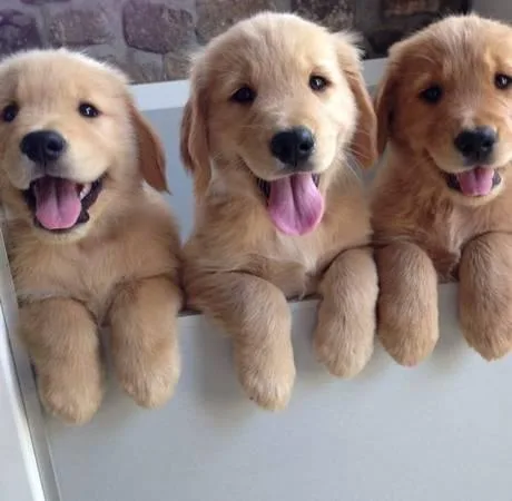SweeT Golden Retriever