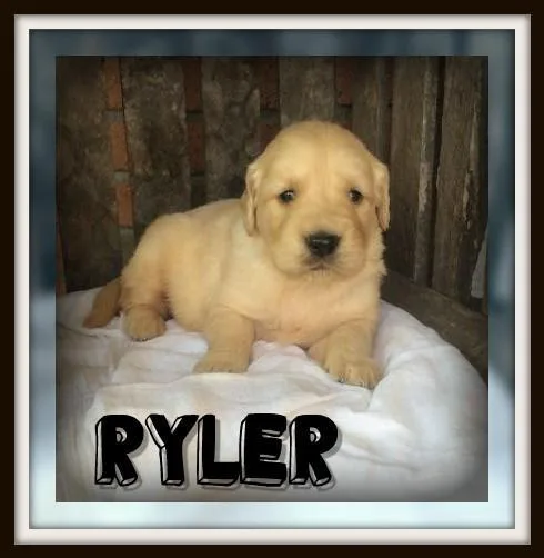 Ryler Male ACA Golden Retriever