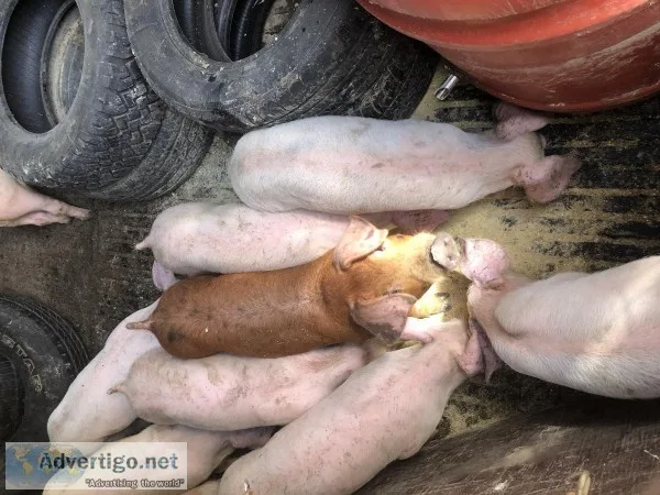 Feeder pigs