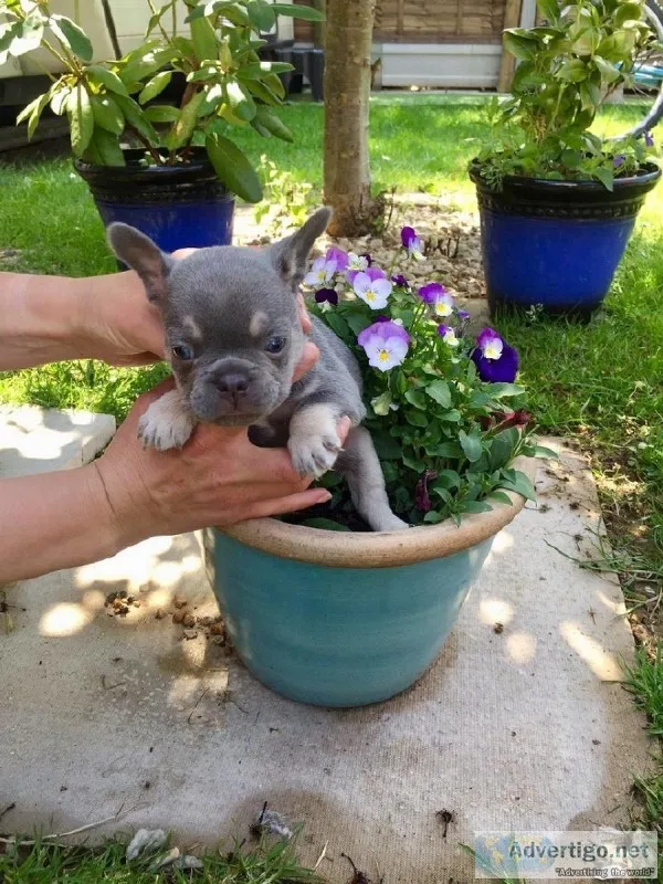 Lilac and Tan French Bulldog Puppies for new homes