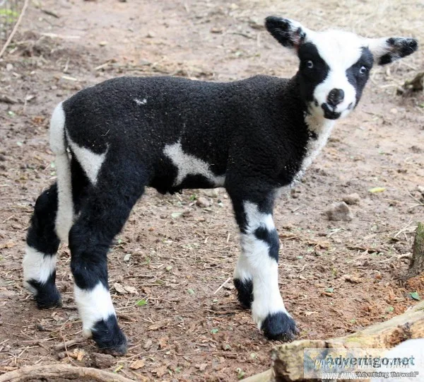 Harlequin Rams