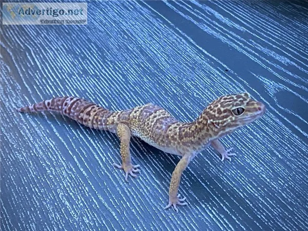 Leopard Gecko