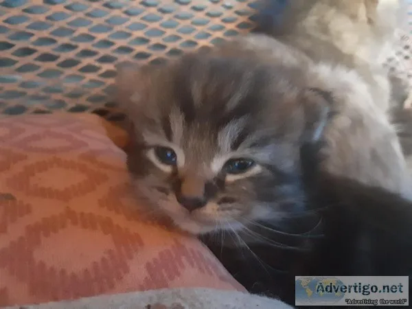 Kittens
