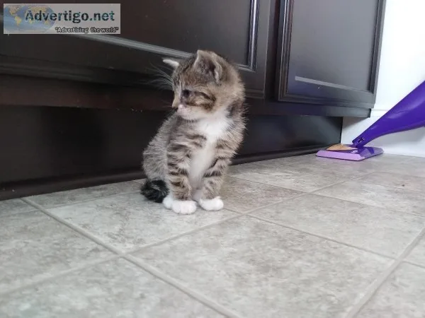 Tabby kittens