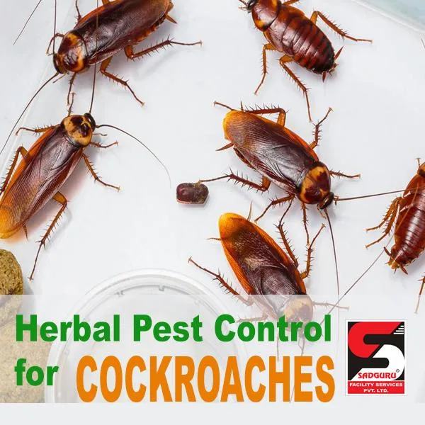 Cockroach Pest Control Services in Mumbai