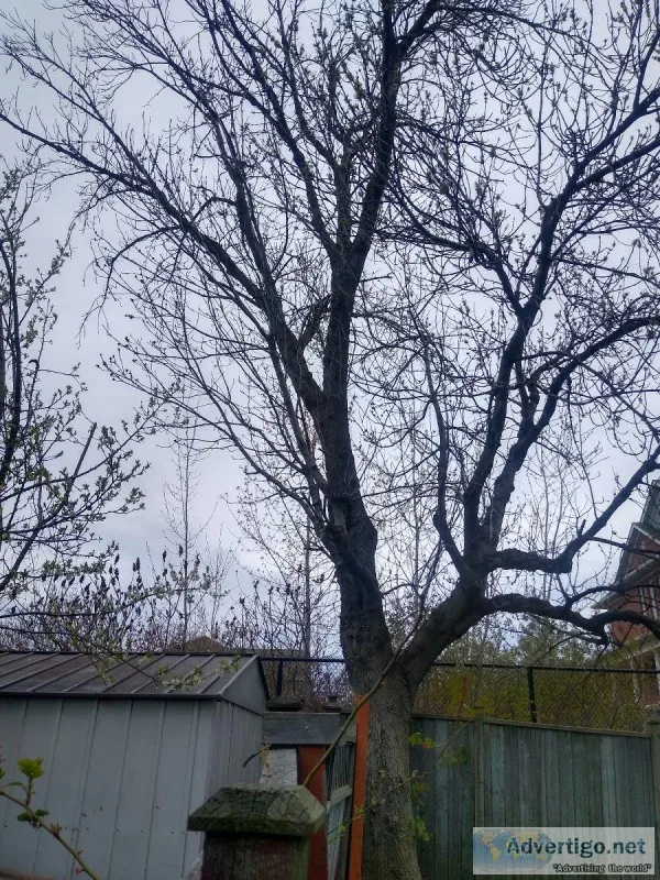 Tree cutting