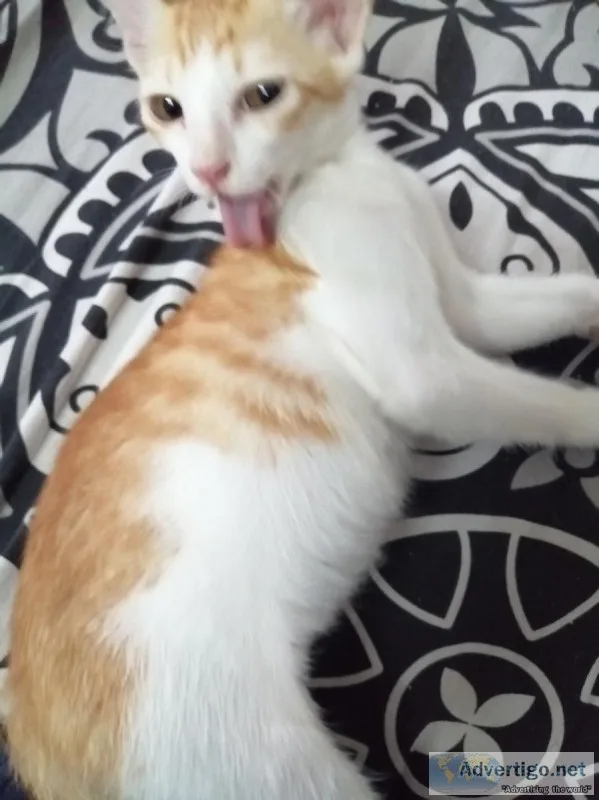 6 kittens for adoption