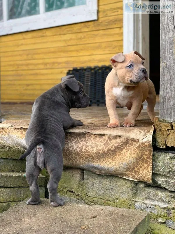www.pureamericanbull y.orgPure American Bully