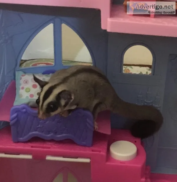 CLASSIC GRAY SUGAR GLIDERS FOR SALE