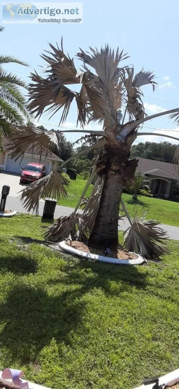 Tree and Stump Removal
