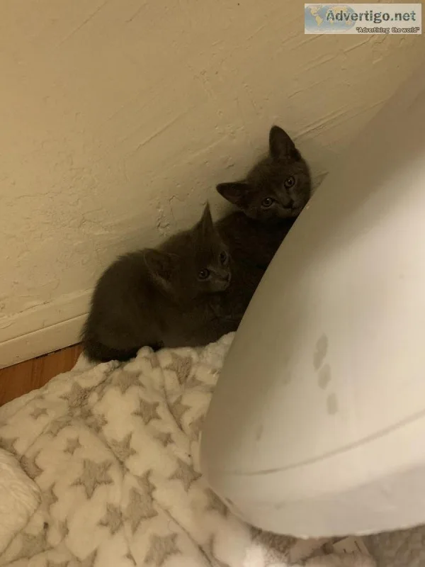 2 free kittens