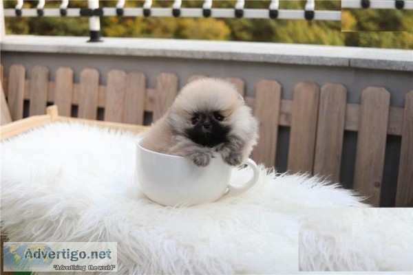 white fluffy and love to cuddlethese Pomeranian baby s are so sw