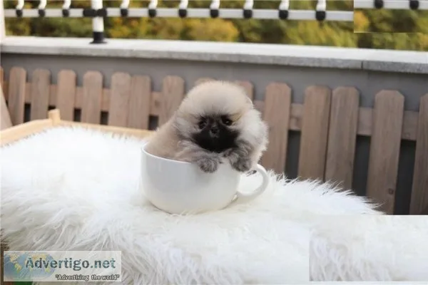 white fluffy and love to cuddlethese Pomeranian baby s are so sw