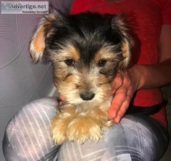 Two Beautiful Yorkshire Terrier Male Pups For Sale