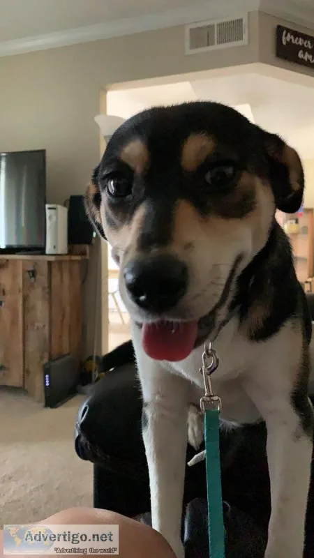Need to rehome a 1 year old pup