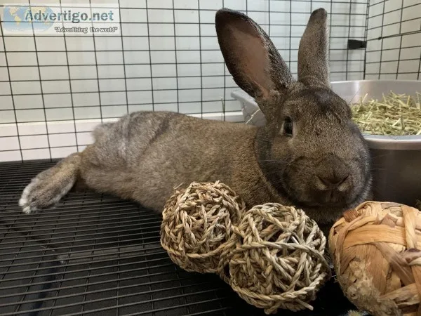 Rabbit free to good home