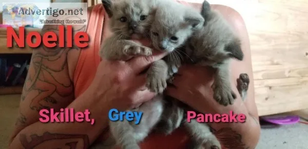 Ragdolls