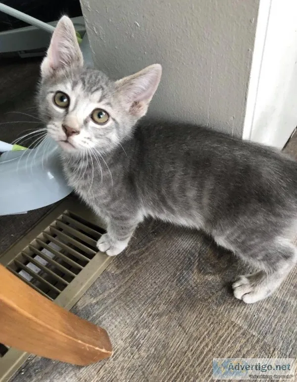 Free kittens to good homes