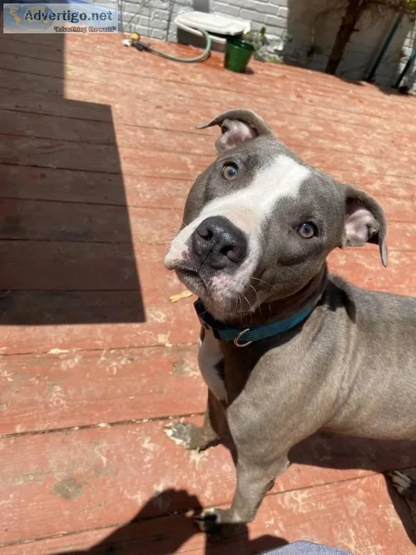 Female Pit bull for sale-Stormie