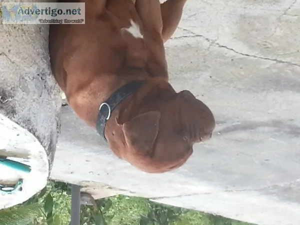 Beautiful dogue de bordeaux puppies
