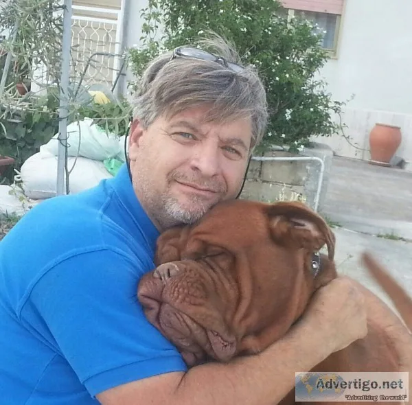 Beautiful dogue de bordeaux puppies