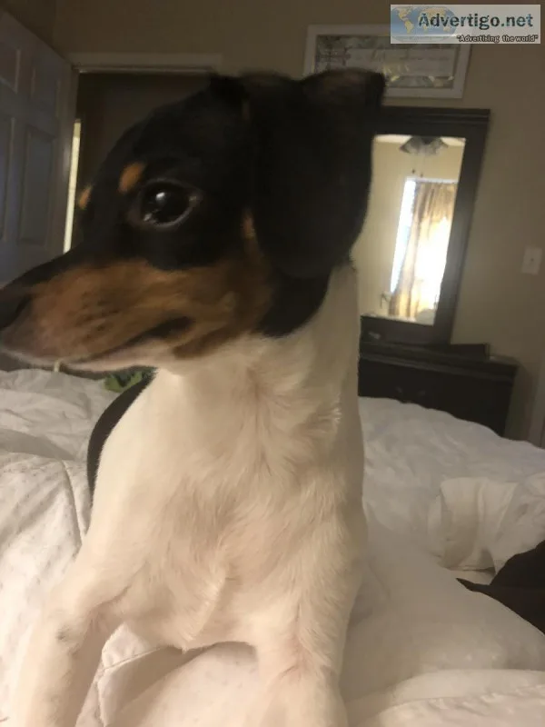 Older dog to a good home