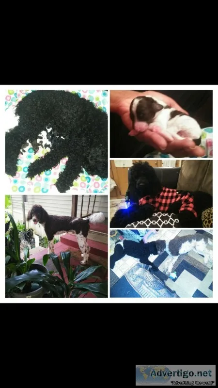 Standard POODLES