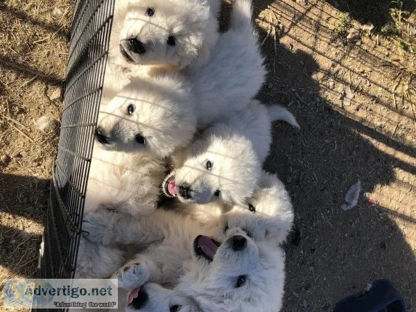 Maremma puppies