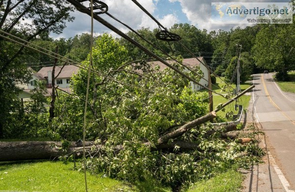 Why Trees Near Power Lines Must Be Trimmed