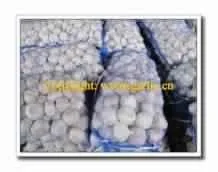 Looking For Chinese Garlics Seller for Importing