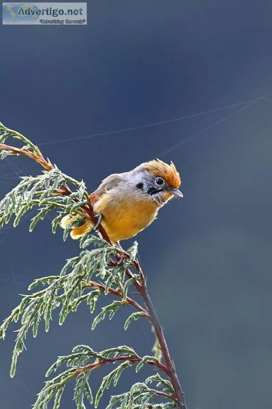 bird watching tours