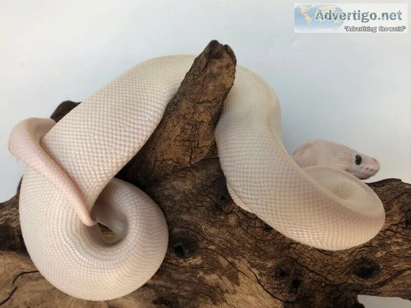Male and female blue eyed leucistic ball pythons